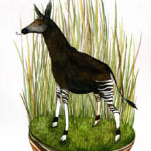 Okapi original painting by Diana Sudyka