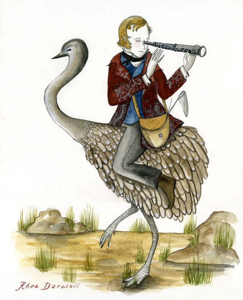 Darwin's Rhea original painting by Diana Sudyka