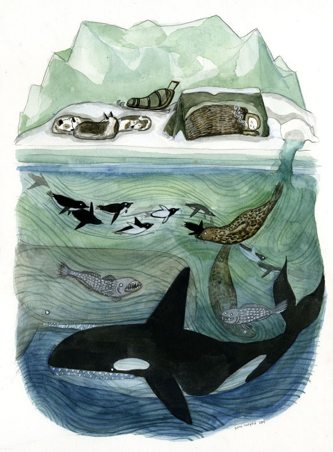 Antarctic Waters print by Diana Sudyka