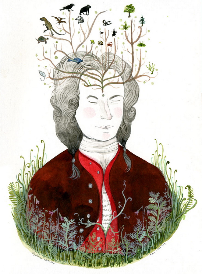 Systema Naturae (Portrait of Carl Linnaeaus) original painting by Diana Sudyka