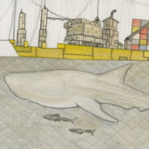 Whale Shark by Christopher Myott