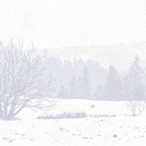 Call of the Wild by Dan McCarthy