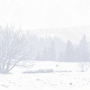 Call of the Wild by Dan McCarthy