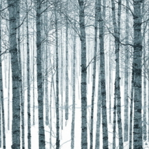 The Winter by Dan McCarthy