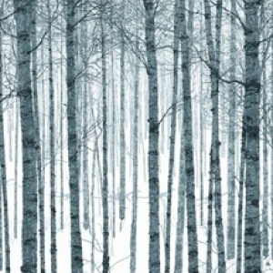 The Winter by Dan McCarthy