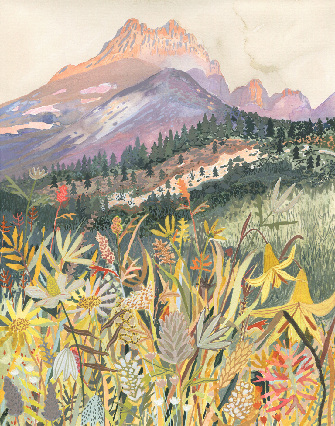 Montana Wildflowers by Michelle Morin