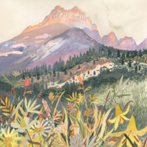 Montana Wildflowers by Michelle Morin