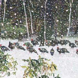Turkeys in the Snow by Michelle Morin