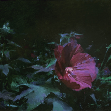 Dream Garden by Mia Bergeron